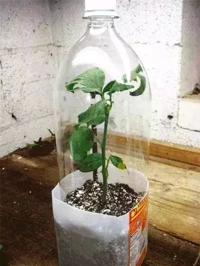 第四步：把接穗插进去