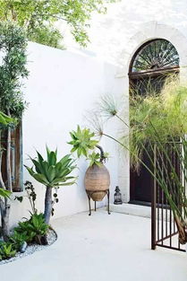 先说说 假俭草是个啥东西