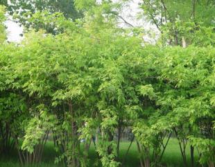 金银木的生长习性大盘点