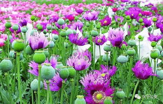 室内花卉的种植心得