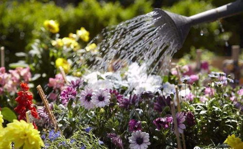 枙子花浇水频率：多久浇一次？