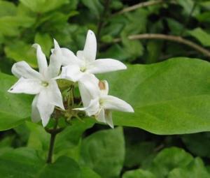 乱用肥料：茉莉的困扰