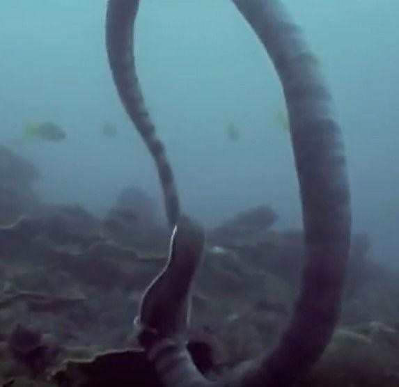 丝尾海鳗，深海神秘生物