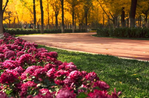 红掌：秋天的热情使者