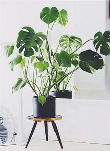 龙血树，热带植物