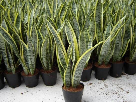 甲醛克星，室内环保小卫士