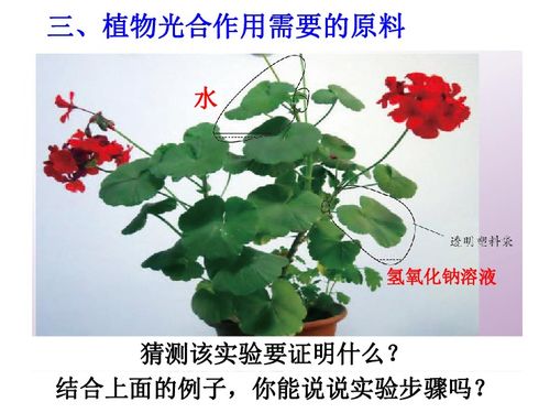 水塔花叶子卷曲，是光合作用受阻吗