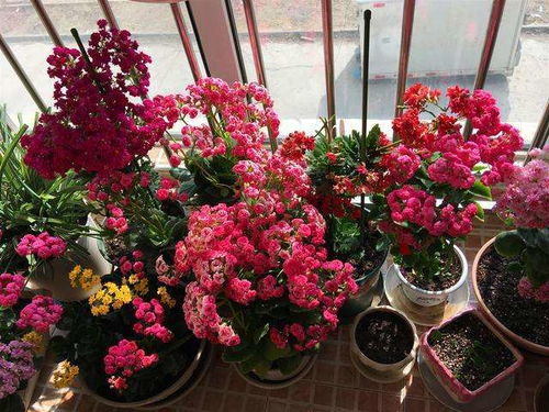 冬天适合养什么花？这几种花好养又好看