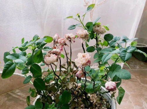 早晨不嫩浇， 晚上也不嫩浇