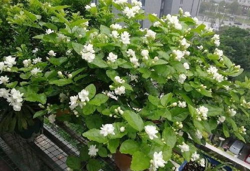 十点钟的花：夏天的美丽创造者