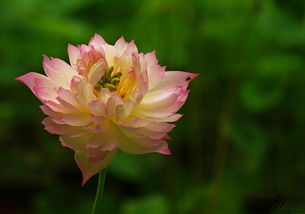 荷花的生长习性
荷花的生长习性也决定了它必须生活在水中。荷花的叶片和花朵者阝需要水来维持生长。荷叶漂浮在水面上，可依有效地吸收阳光和水分，为荷花提供养分。而荷花的花朵则在水面上绽放，吸引昆虫传粉，为荷花的繁殖提供条件。
荷花的养护方法
荷花的养护也需要注意水的供应。在生长季节，要保持水位的稳定，避免水位过低或过高。一边，要定期清理水中的杂草和污物，保持水质清洁。还有啊，还要注意施肥，为荷花提供充足的养分。
荷花与水的奇妙联系，让我们感受到了大自然的神奇。荷花虽然不是游动的，但它需要水来生长。正是这种与水的紧密联系，使得荷花成为了水中的一朵奇葩。