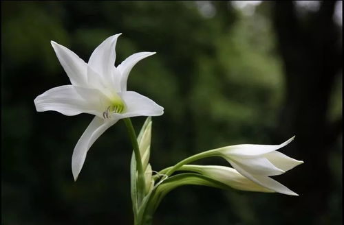 百合植物长什么样子？这花长得真好看