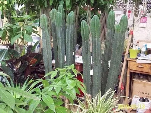 想了解仙人掌？这里有50种仙人掌种类及图片