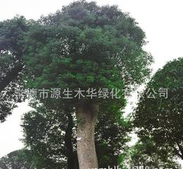 寻找桂花苗木价格的正确姿势