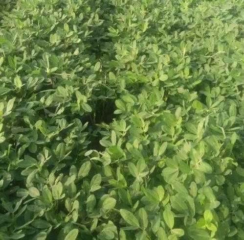 再说说就是要注意水分管理