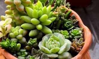 多肉植物繁殖？简单方法大揭秘