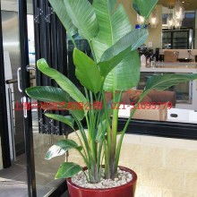 广东常见的绿化花卉