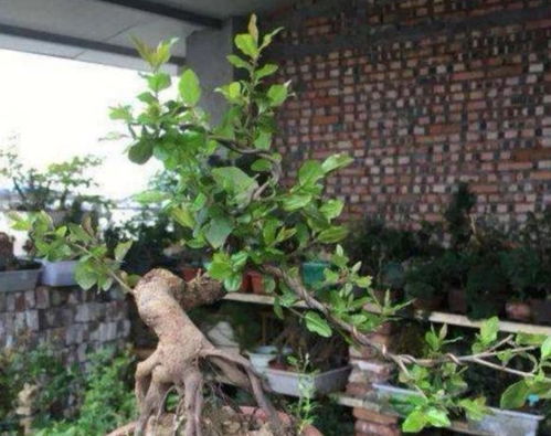 遮阴保湿， 这事儿得Zuo