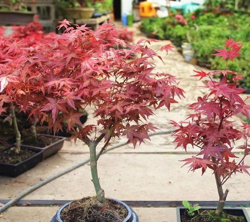 为什么要摘叶呢？