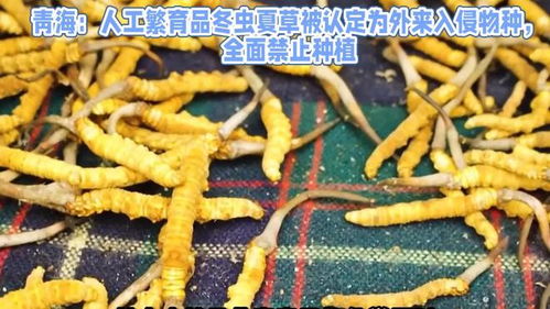 冬虫夏草如何人工养殖？