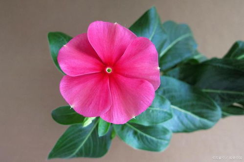 四季常开的花有哪些？