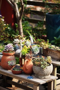 多肉植物的装饰艺术