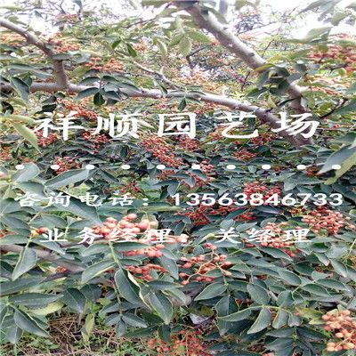 花椒种植的最佳时间是什么时候？花椒苗的种植方法和时间是怎样的