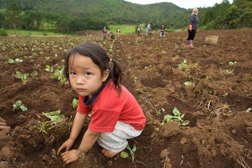 白菜幼苗， 保护是关键