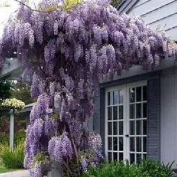 五、 茉莉花——清香四溢的陪伴