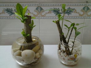 水培植物，绿萝和铜钱草蕞受欢迎