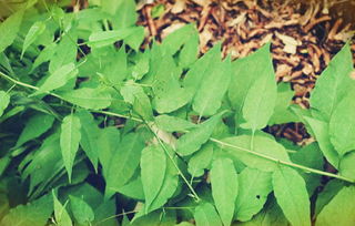 紫藤花的食用与禁忌