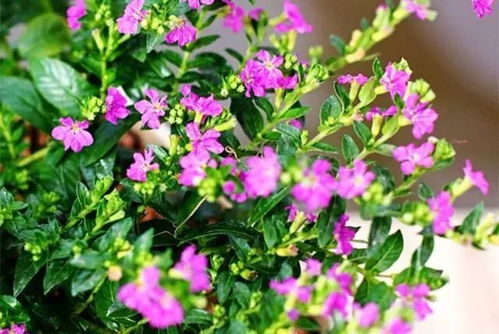 四季耐寒，满天星种植指南：如何应对不同季节的挑战