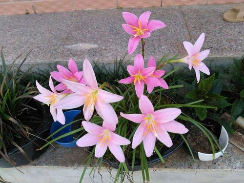 冬天种花？如何让花朵在寒冷中绽放