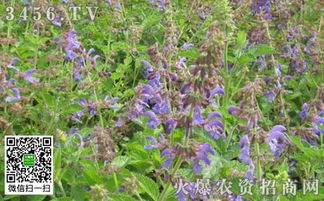 丹参种植的种子问题