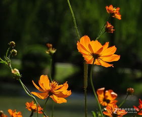 大波斯菊：花色鲜艳， 蜜蜂光顾不停