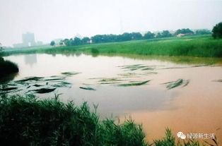 老河工的护草绝活