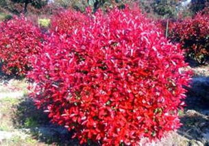 红叶石楠球， 市场乱象了解一下