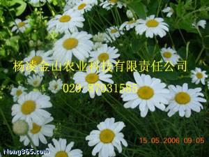 除虫菊喜光， 适合温暖环境