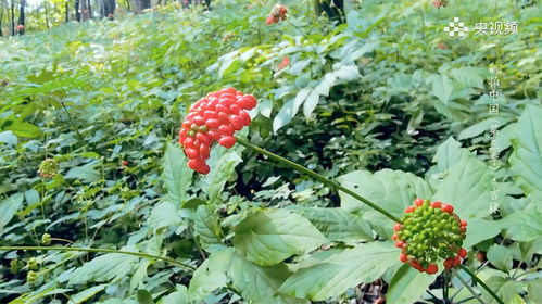 党参种植的成败关键