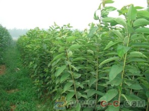 八、 银杏科的古老传说