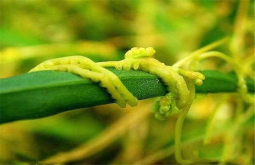 颠茄植物的功效与危害有哪些？长期使用颠茄会对人体造成哪些影响
