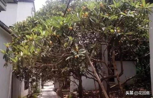 八角树在院子种植需要注意哪些土壤和气候条件