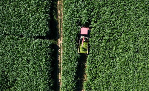 马尼拉草坪：生长速度慢， 固土效果好