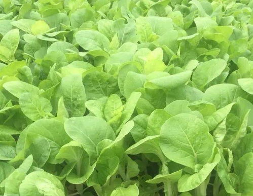 中原地区四月种植蔬菜全攻略