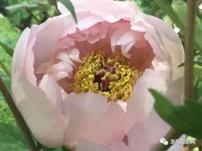 白牡丹花象征纯洁、高贵，寓意美好、吉祥