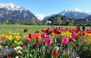 抖音上春天的户外野花遍地开， 166次观堪