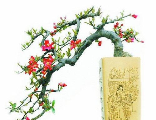 园艺剪的使用技巧