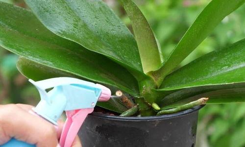 根系是命门， 环境是根基