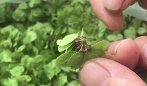 保姆级操作流程，新手必备！