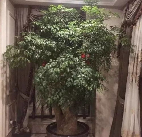 放在阳台，阳光充足，茶花笑哈哈